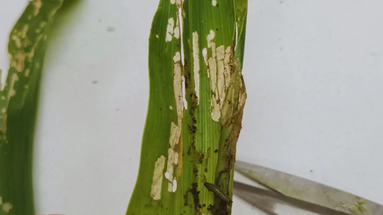Gusano cogollero, la plaga que enciende las alertas del maíz en estadíos tempranos Gusano cogollero, la plaga que enciende las alertas del maíz en estadíos tempranos