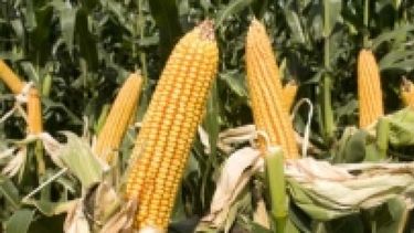 En general la 2023-24 campaña significó un retorno a los buenos rendimientos en la zona. En general la 2023-24 campaña significó un retorno a los buenos rendimientos en la zona.