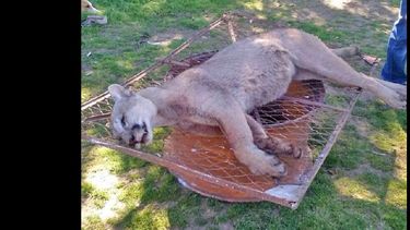 El puma fue hallado en las cercanías de Arroyo del Medio.  (LA OPINION)