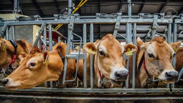 Se espera un aumento en la producción del 5,7%, lo que representa 605 millones de litros adicionales durante este año. Se espera un aumento en la producción del 5,7%, lo que representa 605 millones de litros adicionales durante este año.