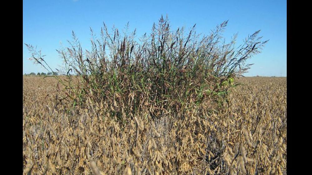 Confirmaron la resistencia múltiple en sorgo de Alepo.  (ARCHIVO LA OPINION)