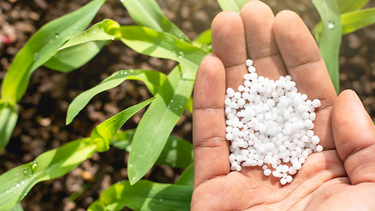 fuerte apuesta: trigo y maiz lideran el crecimiento de la inversion en fertilizantes fuerte apuesta: trigo y maiz lideran el crecimiento de la inversion en fertilizantes