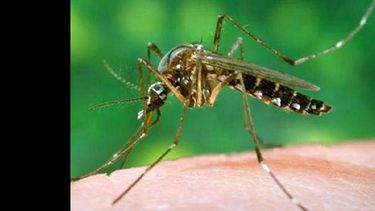La enfermedad es transmitida por el mosquito Aedes Aegypti. (INTERNET)