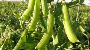 La arveja, cultivo típico de invierno, es sensible al exceso de agua.