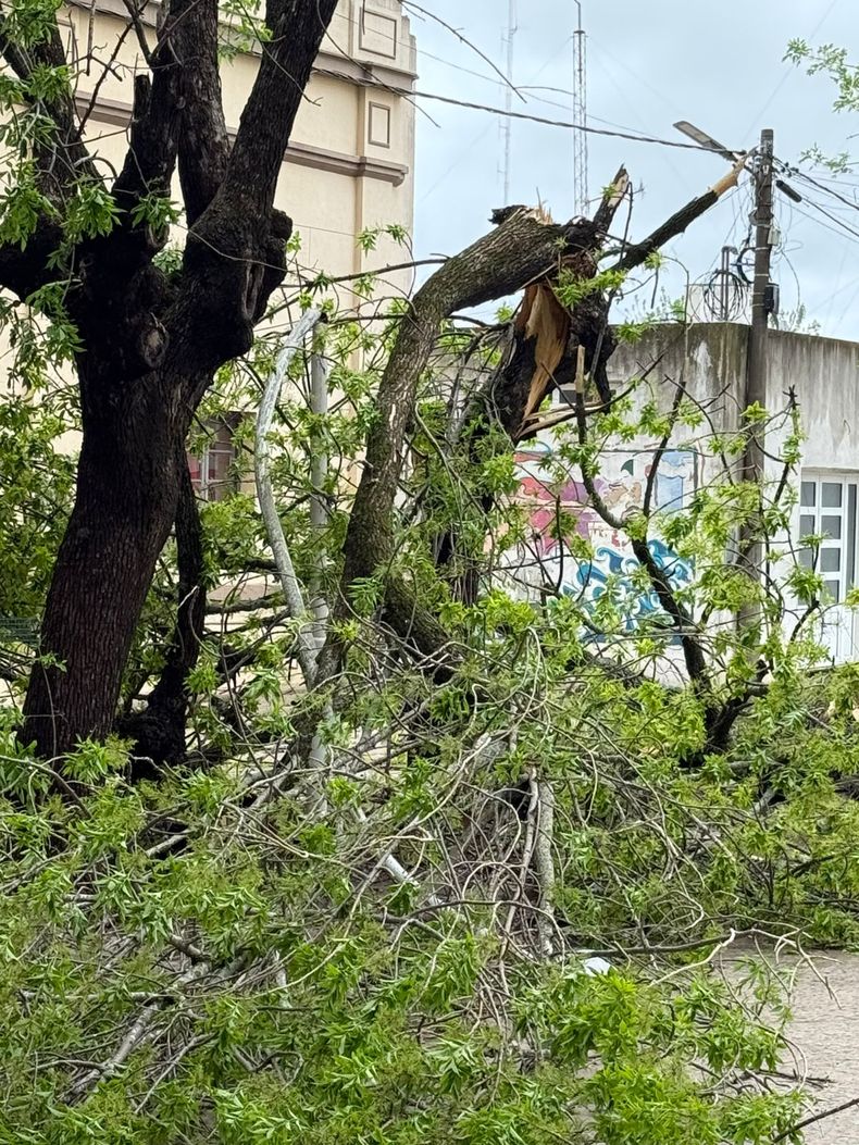 En El Socorro hubo voladura de techos, caída de árboles y cortes de energía. En El Socorro hubo voladura de techos, caída de árboles y cortes de energía.