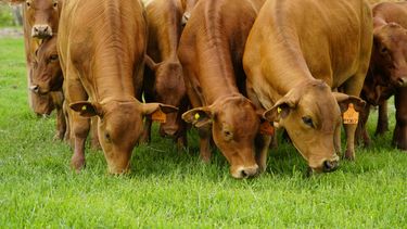 carne: el dificil equilibrio entre abastecer el mercado y recuperar el rodeo carne: el dificil equilibrio entre abastecer el mercado y recuperar el rodeo