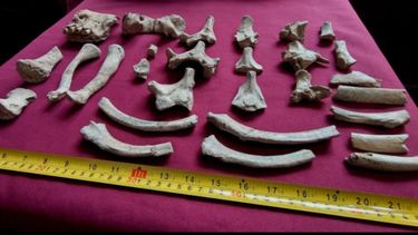 Hallazgo cientifico en San Pedro: recuperan fósiles de un prezoso gigante juvenil del pleistoceno Hallazgo cientifico en San Pedro: recuperan fósiles de un prezoso gigante juvenil del pleistoceno