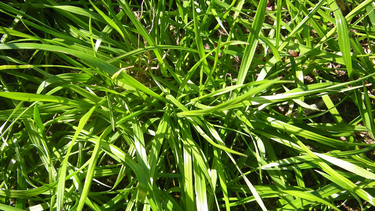 Especialistas del INTA insisten en que la resistencia en raigrás anual no es un fenómeno aislado Especialistas del INTA insisten en que la resistencia en raigrás anual no es un fenómeno aislado