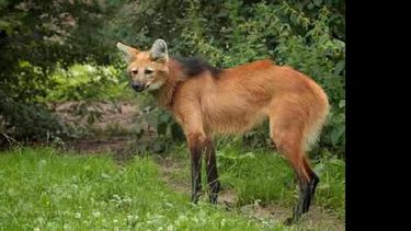 Los zorros aguará guazú, que son animales solitarios, están en peligro de extinción. (INTERNET)