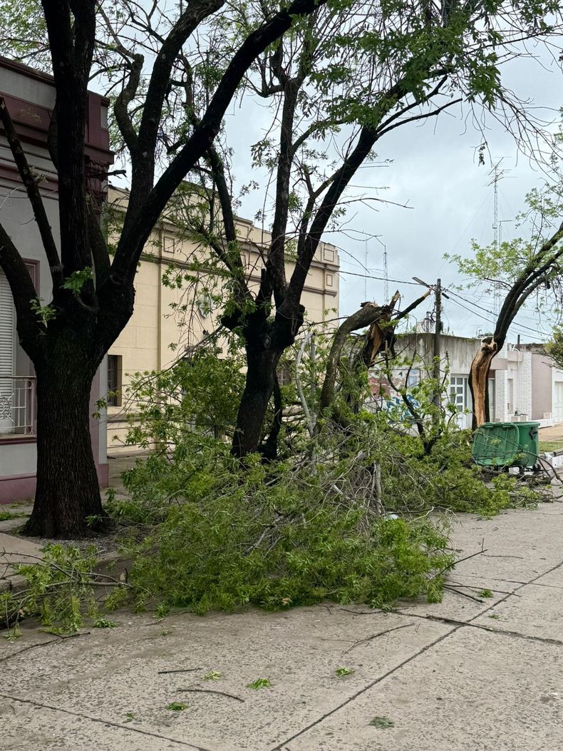 En El Socorro hubo voladura de techos, caída de árboles y cortes de energía. En El Socorro hubo voladura de techos, caída de árboles y cortes de energía.