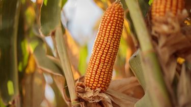 La chicharrita no fue un problema en la presente campaña. La chicharrita no fue un problema en la presente campaña.