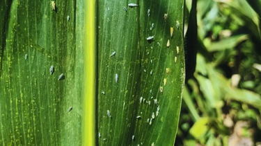 dalbulus maidis: para sostener la baja incidencia es clave reforzar pautas de manejo dalbulus maidis: para sostener la baja incidencia es clave reforzar pautas de manejo
