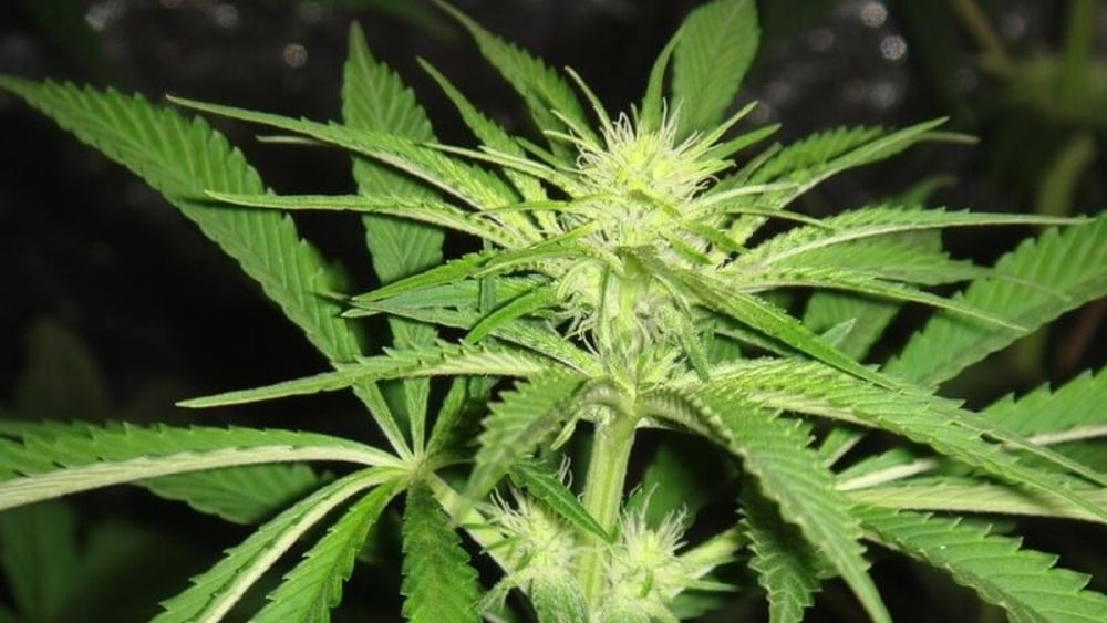 La Policía inició actuaciones penales ante el hallazgo de plantas de marihuana. La Policía inició actuaciones penales ante el hallazgo de plantas de marihuana.