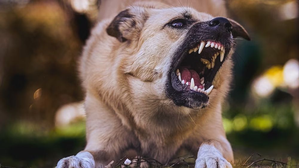 El perro salió al ataque de la adolescente cuando llegaba a la casa el lunes al mediodía. El perro salió al ataque de la adolescente cuando llegaba a la casa el lunes al mediodía.