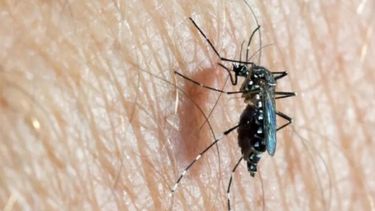 alerta por el dengue: medicos proponen un plan para evitar una epidemia alerta por el dengue: medicos proponen un plan para evitar una epidemia