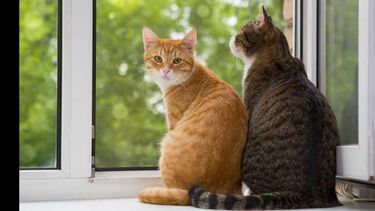 El procedimiento, que terminó con la mujer derivada a un hospital por problemas psiquiátricos, se llevó a cabo en Thames al 100. El procedimiento, que terminó con la mujer derivada a un hospital por problemas psiquiátricos, se llevó a cabo en Thames al 100.