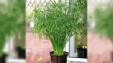 El papiro perfumado es ideal para interiores, fácil de cuidar y tiene un perfume suave y envolvente. 