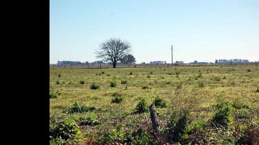 Entre un 50 y un 60% de la superficie sembrada se realiza en tierras de terceros. (ARCHIVO LA OPINION)