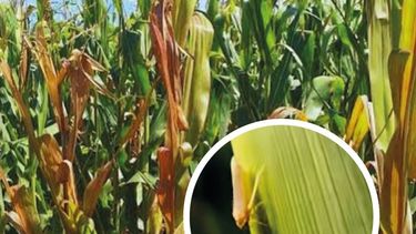 INTA Jesús María advirtió sobre la detección de chicharrita del maíz en la región INTA Jesús María advirtió sobre la detección de chicharrita del maíz en la región