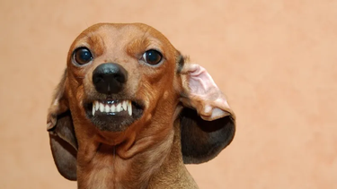 Según los datos del análisis, aproximadamente uno de cada cinco perros salchicha mostró ataques o intentos de ataque. Según los datos del análisis, aproximadamente uno de cada cinco perros salchicha mostró ataques o intentos de ataque.