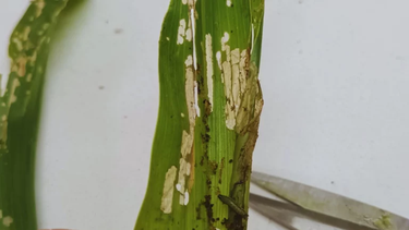 gusano cogollero, la plaga que enciende las alertas del maiz en estadios tempranos gusano cogollero, la plaga que enciende las alertas del maiz en estadios tempranos