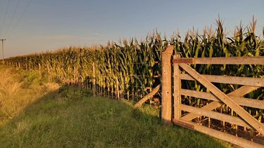 El cultivo de maíz es clave en la rotación para sostener la posibilidad de hacer agricultura. El cultivo de maíz es clave en la rotación para sostener la posibilidad de hacer agricultura.