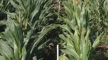 El uso de variedades de maíz de polinización libre ofrece además una ventaja clave para el productor. El uso de variedades de maíz de polinización libre ofrece además una ventaja clave para el productor.