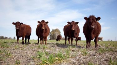 nuevo escenario politico: oportunidades para planificar la ganaderia nuevo escenario politico: oportunidades para planificar la ganaderia