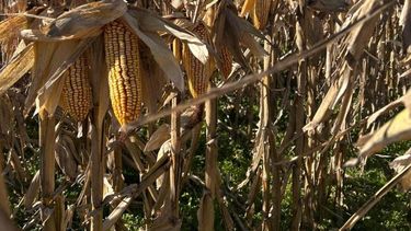 Los híbridos ILLINOIS nuevamente “impulsarán el campo” de los productores. Los híbridos ILLINOIS nuevamente “impulsarán el campo” de los productores.