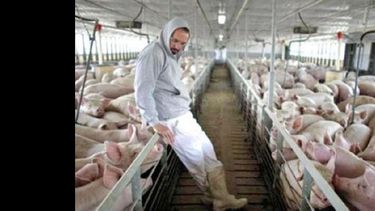 Productores dejaron la actividad por la inconveniencia de criar cerdos. (INTERNET)