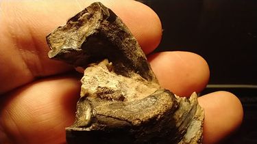 El Grupo Conservacionista de Fósiles de San Pedro confirmó el hallazgo de restos fósiles pertenecientes a un mesoterio (Mesotherium cristatum), un singular mamífero prehistórico que habitó la región pampeana hace más de medio millón de años. El Grupo Conservacionista de Fósiles de San Pedro confirmó el hallazgo de restos fósiles pertenecientes a un mesoterio (Mesotherium cristatum), un singular mamífero prehistórico que habitó la región pampeana hace más de medio millón de años.