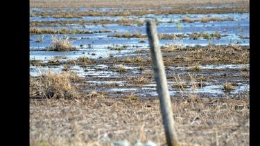 Los problemas de anegamiento continúan en varios campos.  (ARCHIVO LA OPINION)