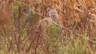 Avistamiento de Puma en Santa Lucía Avistamiento de Puma en Santa Lucía