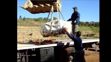El animal conservó más del 95% del esqueleto interno. El animal conservó más del 95% del esqueleto interno.