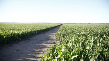 El arranque de 2026 estará marcado por un combo de calor persistente, lluvias desparejas y alivios térmicos breves. El arranque de 2026 estará marcado por un combo de calor persistente, lluvias desparejas y alivios térmicos breves.