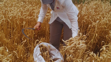 Es fundamental que los productores conozcan con precisión la calidad de su grano de trigo antes de comercializarlo. Es fundamental que los productores conozcan con precisión la calidad de su grano de trigo antes de comercializarlo.