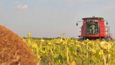 El girasol y una buena campaña en la zona núcleo en la presente campaña. El girasol y una buena campaña en la zona núcleo en la presente campaña.
