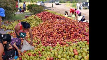 Mucha gente se acercó a recoger peras y manzanas. (DIARIO RIO NEGRO)