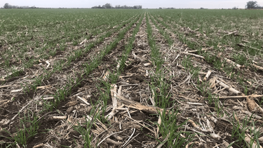 trigo: una campana que aflora con optimismo y se apresta a sorprender trigo: una campana que aflora con optimismo y se apresta a sorprender