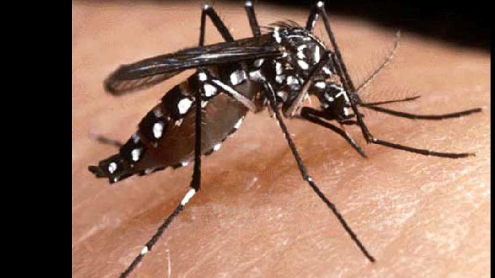 Mosquito Aedes Aegypti. (LA OPINION)
