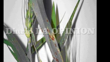 Cultivar de trigo con hoja bandera infectada por Roya. (LA OPINION)