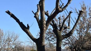 Poda de arboles en San Pedro Poda de arboles en San Pedro