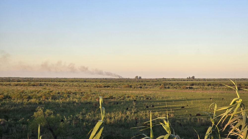 Según los registros del Museo Scasso, durante 2025 se vieron afectadas unas 32.600 hectáreas del área PIECAS DP Según los registros del Museo Scasso, durante 2025 se vieron afectadas unas 32.600 hectáreas del área PIECAS DP