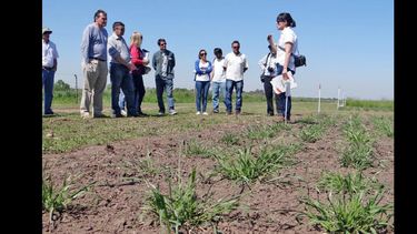 El 5th International Symposium of Forage Breeding pasó por el Inta Pergamino. (INTA PERGAMINO)