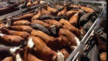 En estos primeros diez meses del año se redujo visiblemente la liquidación de hembras. En estos primeros diez meses del año se redujo visiblemente la liquidación de hembras.