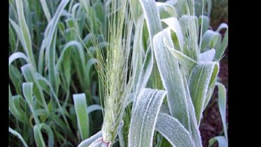 Las heladas tardías impactan sobre el rendimiento del trigo. (ARCHIVO)