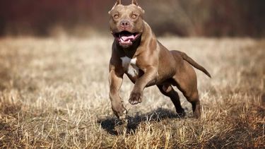 Los perros se cruzaron el alambre lindero y arrastraron a la mascota para matarla en ataques letales. Los perros se cruzaron el alambre lindero y arrastraron a la mascota para matarla en ataques letales.