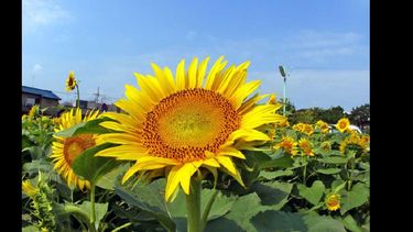 Muchos productores abandonaron el girasol.  (ARCHIVO LA OPINION)