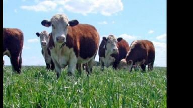 Las pasturas, unos de los temas a abordar.  (ARCHIVO LA OPINION)