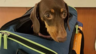 El traslado de una mascota para viajar. El traslado de una mascota para viajar.